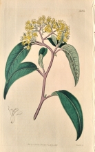 Curtis 38